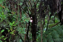 На радость ботаников: по экваториальному лесу в Эквадоре