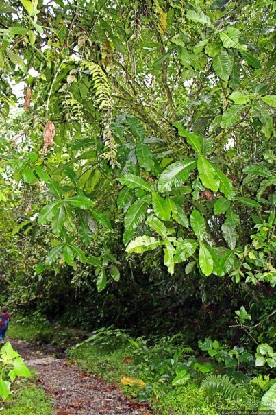 На радость ботаников: по экваториальному лесу в Эквадоре