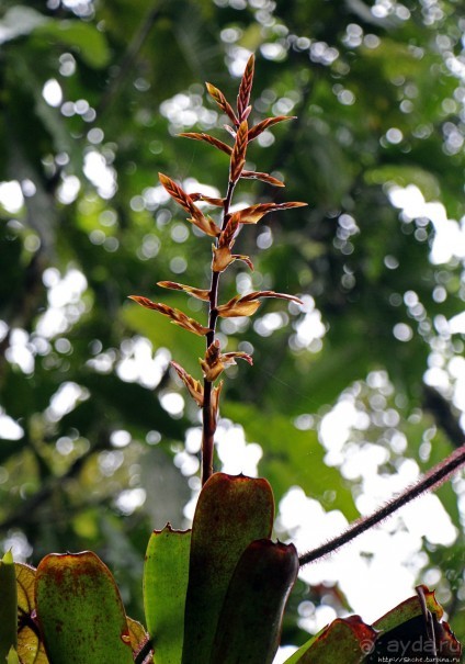 На радость ботаников: по экваториальному лесу в Эквадоре