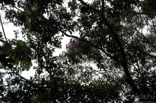 На радость ботаников: по экваториальному лесу в Эквадоре