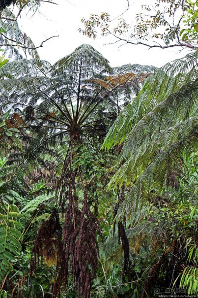 На радость ботаников: по экваториальному лесу в Эквадоре