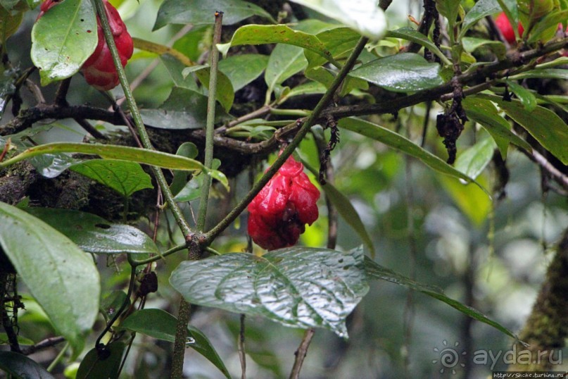 На радость ботаников: по экваториальному лесу в Эквадоре