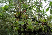 На радость ботаников: по экваториальному лесу в Эквадоре