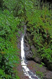 На радость ботаников: по экваториальному лесу в Эквадоре