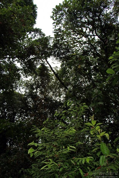 На радость ботаников: по экваториальному лесу в Эквадоре