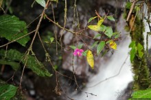 На радость ботаников: по экваториальному лесу в Эквадоре