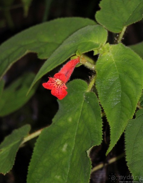 На радость ботаников: по экваториальному лесу в Эквадоре