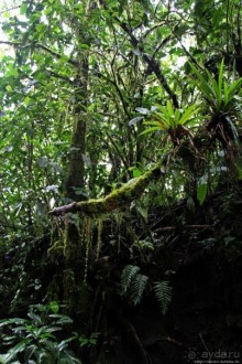 На радость ботаников: по экваториальному лесу в Эквадоре