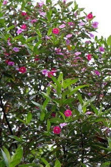 На радость ботаников: по экваториальному лесу в Эквадоре