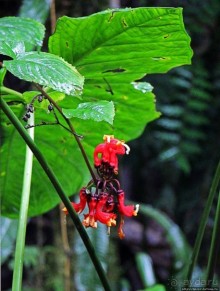 На радость ботаников: по экваториальному лесу в Эквадоре