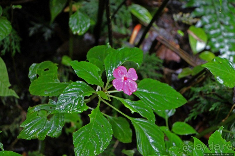 На радость ботаников: по экваториальному лесу в Эквадоре