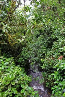 На радость ботаников: по экваториальному лесу в Эквадоре