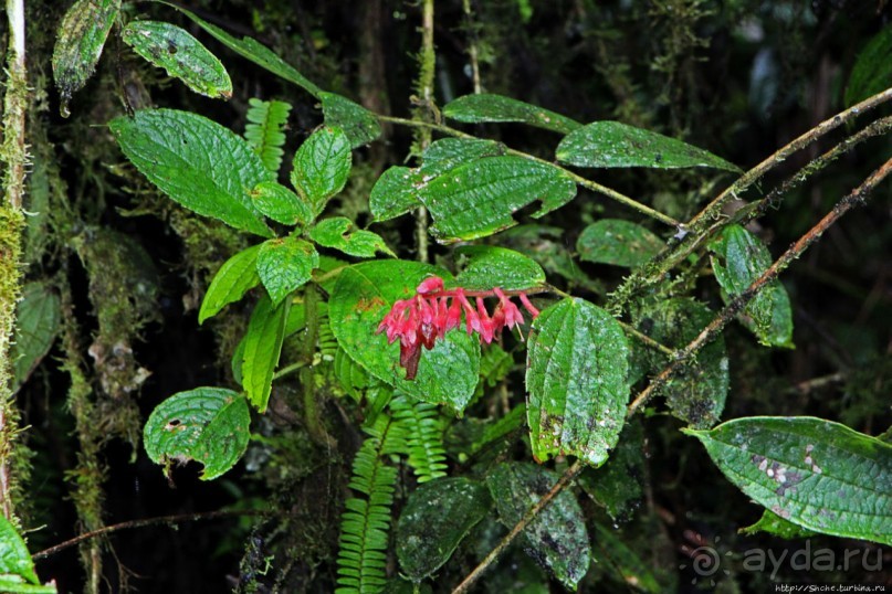 На радость ботаников: по экваториальному лесу в Эквадоре