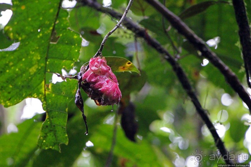 На радость ботаников: по экваториальному лесу в Эквадоре