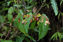 На радость ботаников: по экваториальному лесу в Эквадоре