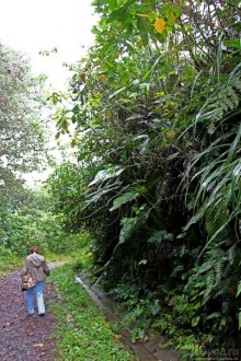 На радость ботаников: по экваториальному лесу в Эквадоре