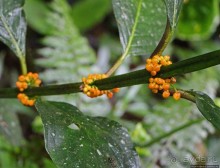 На радость ботаников: по экваториальному лесу в Эквадоре