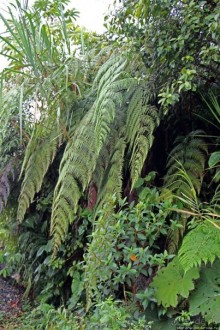 На радость ботаников: по экваториальному лесу в Эквадоре