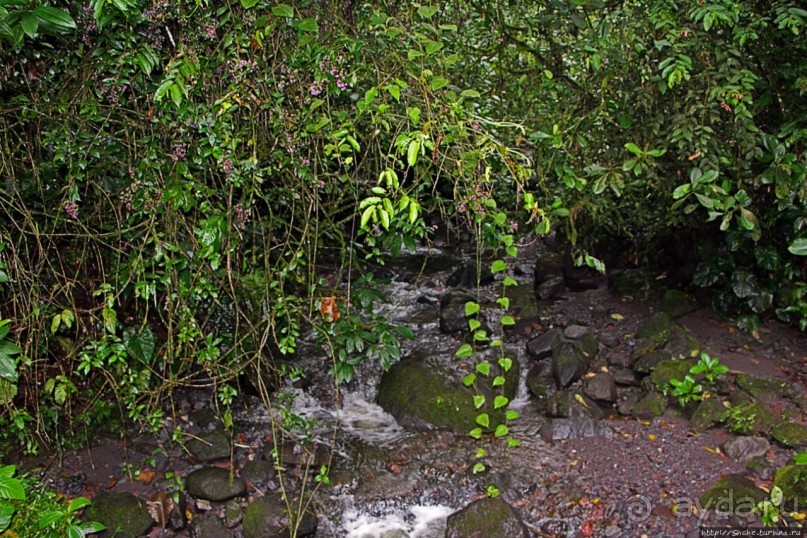 На радость ботаников: по экваториальному лесу в Эквадоре