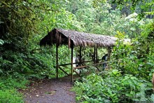 На радость ботаников: по экваториальному лесу в Эквадоре