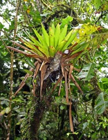 На радость ботаников: по экваториальному лесу в Эквадоре