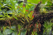 На радость ботаников: по экваториальному лесу в Эквадоре