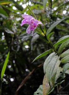 На радость ботаников: по экваториальному лесу в Эквадоре