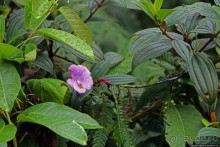 На радость ботаников: по экваториальному лесу в Эквадоре