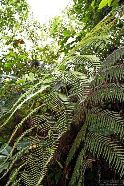 На радость ботаников: по экваториальному лесу в Эквадоре