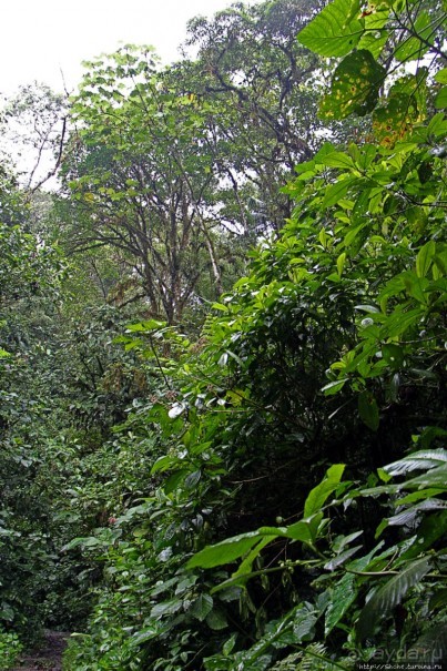 На радость ботаников: по экваториальному лесу в Эквадоре