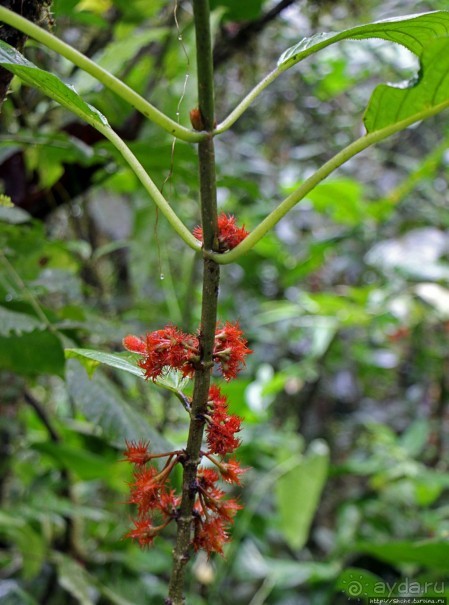 На радость ботаников: по экваториальному лесу в Эквадоре