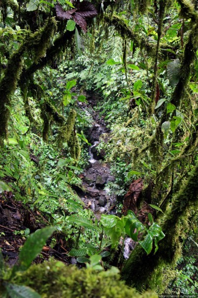 На радость ботаников: по экваториальному лесу в Эквадоре