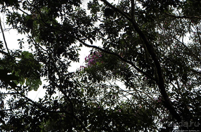 На радость ботаников: по экваториальному лесу в Эквадоре