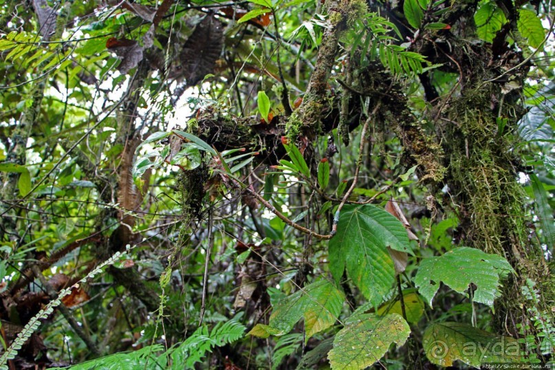 На радость ботаников: по экваториальному лесу в Эквадоре