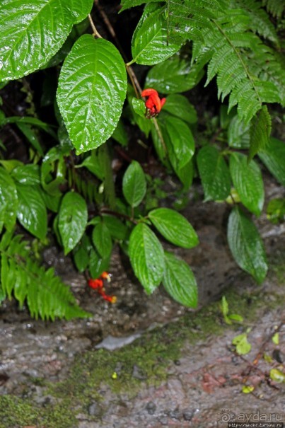 На радость ботаников: по экваториальному лесу в Эквадоре