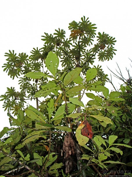 На радость ботаников: по экваториальному лесу в Эквадоре