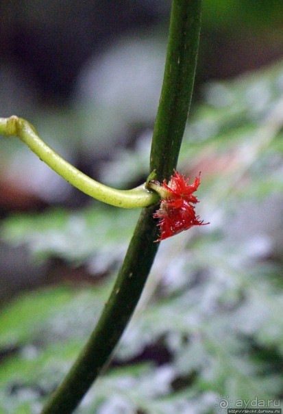 На радость ботаников: по экваториальному лесу в Эквадоре