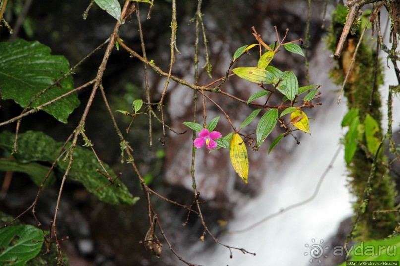 На радость ботаников: по экваториальному лесу в Эквадоре