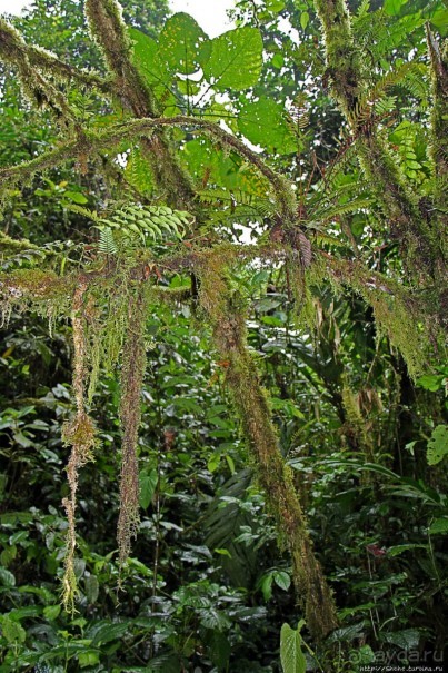 На радость ботаников: по экваториальному лесу в Эквадоре