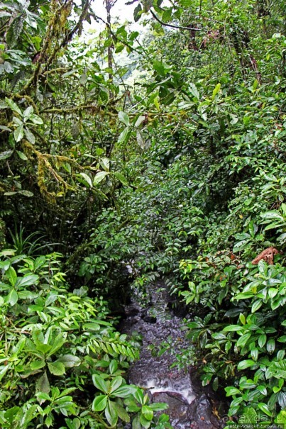 На радость ботаников: по экваториальному лесу в Эквадоре