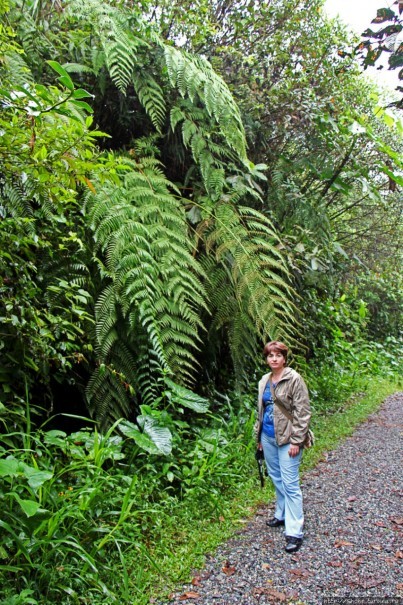 На радость ботаников: по экваториальному лесу в Эквадоре