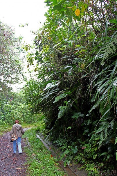 На радость ботаников: по экваториальному лесу в Эквадоре