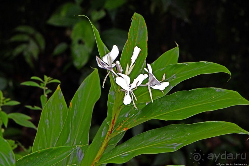 На радость ботаников: по экваториальному лесу в Эквадоре