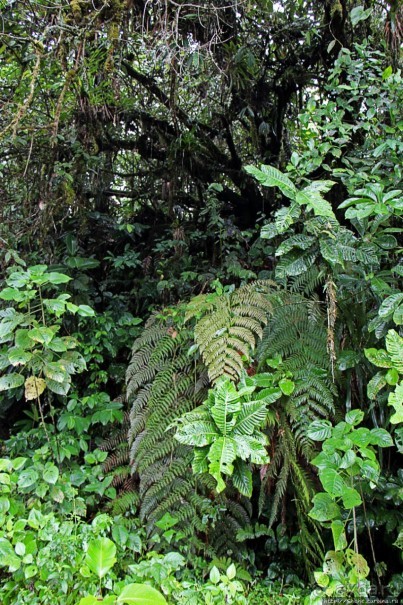 На радость ботаников: по экваториальному лесу в Эквадоре