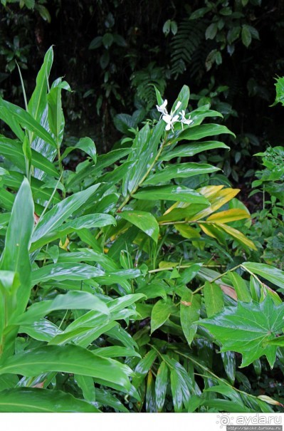 На радость ботаников: по экваториальному лесу в Эквадоре