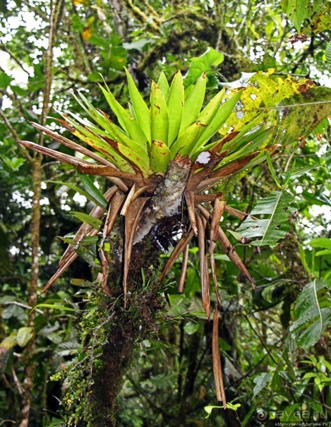 На радость ботаников: по экваториальному лесу в Эквадоре