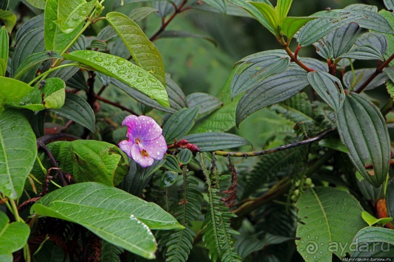 На радость ботаников: по экваториальному лесу в Эквадоре