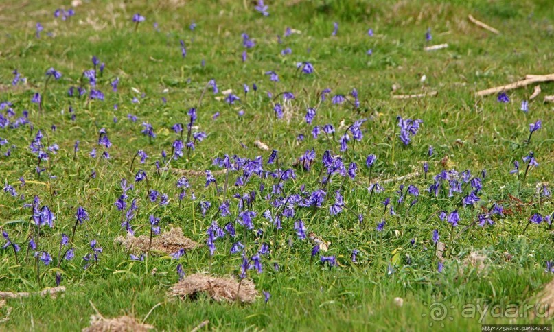 Альбом отзыва "Белая Скала — излюбленный "загород" жителей Розеля"