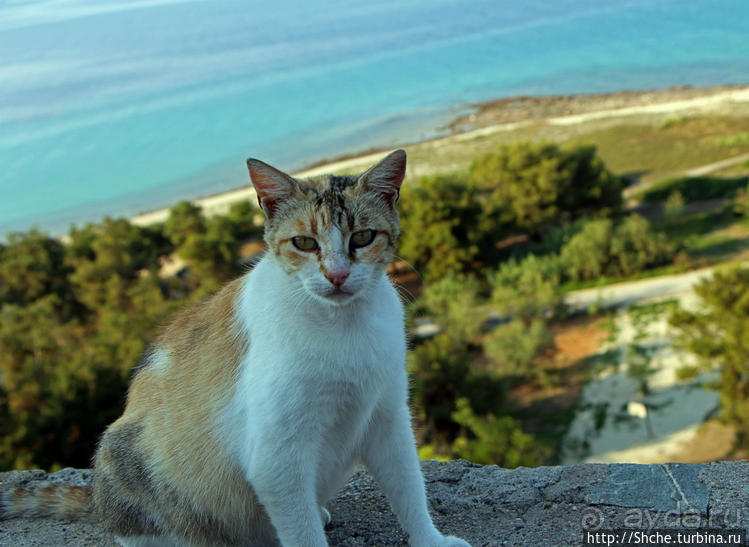 Отличная рыбная таверна с шикарной панорамой в Афитосе