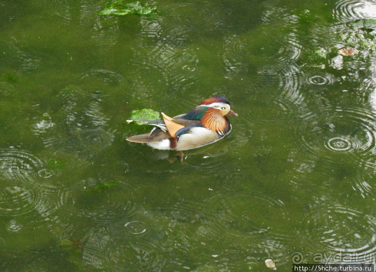 ЧМ-2006 по футболу в Германии. Саксонская Швейцария. Бастай